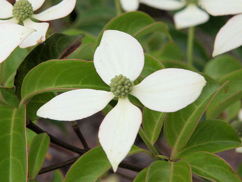 Benthamidia hongkongensis cv. Gekkou
