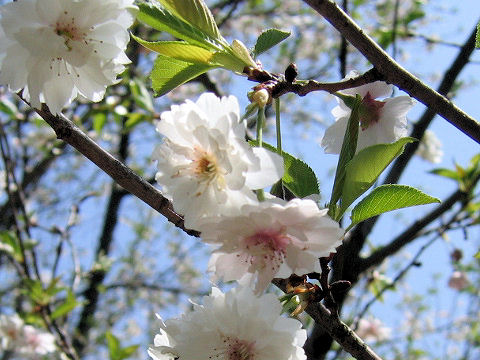 Prunus x subhirtella cv. Autumnalis