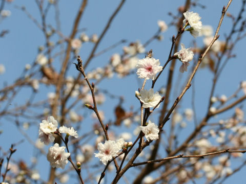 Prunus x subhirtella cv. Autumnalis