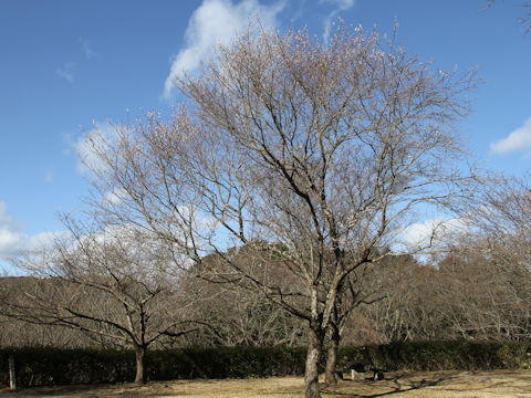 Prunus x subhirtella cv. Autumnalis