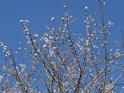 Prunus x subhirtella cv. Autumnalis