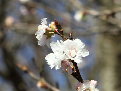 Prunus x subhirtella cv. Autumnalis