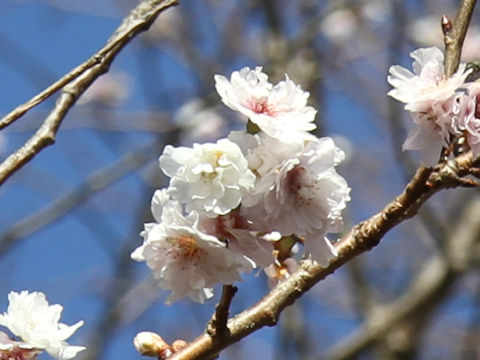 Prunus x subhirtella cv. Autumnalis