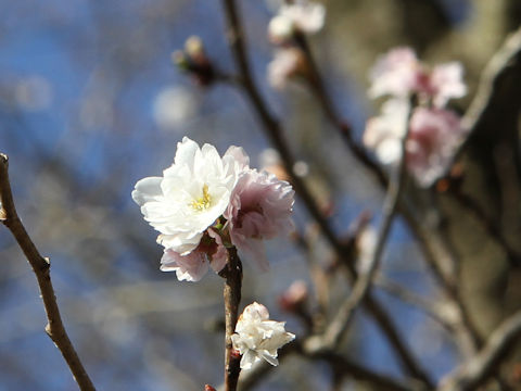 Prunus x subhirtella cv. Autumnalis