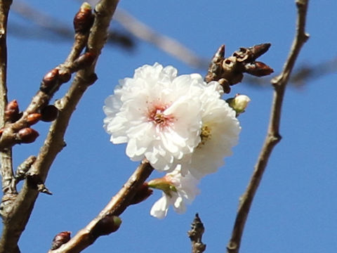 Prunus x subhirtella cv. Autumnalis