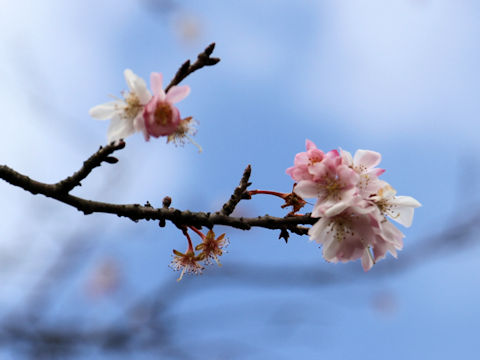 Prunus x subhirtella cv. Autumnalis