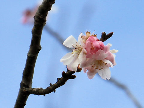 Prunus x subhirtella cv. Autumnalis