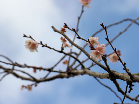 Prunus x subhirtella cv. Autumnalis