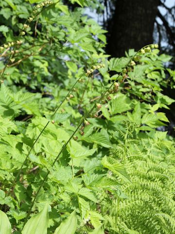 Mitella stauropetala