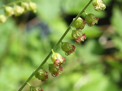 Mitella stauropetala