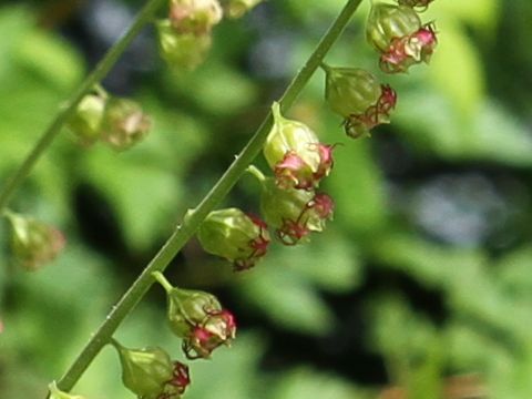 Mitella stauropetala