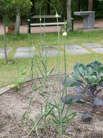 Allium ampeloprasum var. ampeloprasum