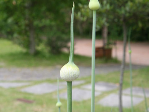 Allium ampeloprasum var. ampeloprasum