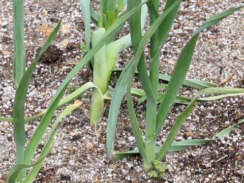 Allium ampeloprasum var. ampeloprasum