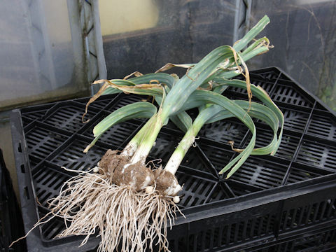 Allium ampeloprasum var. ampeloprasum