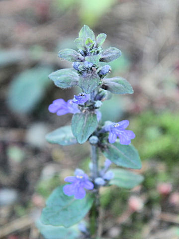 Ajuga nipponensis