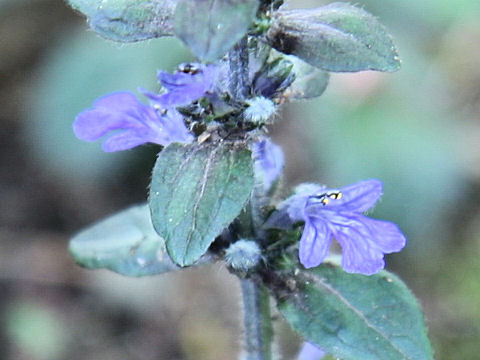 Ajuga nipponensis