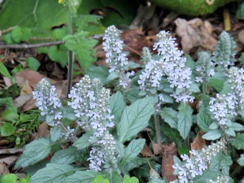 Ajuga nipponensis