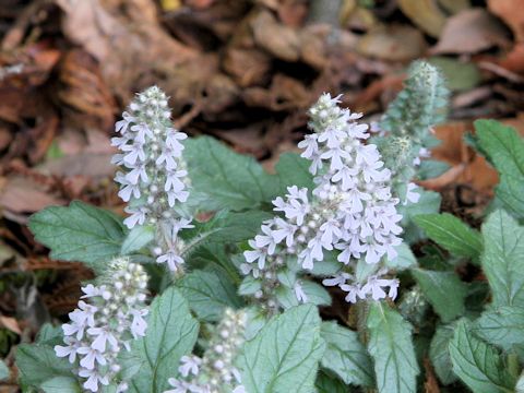 Ajuga nipponensis