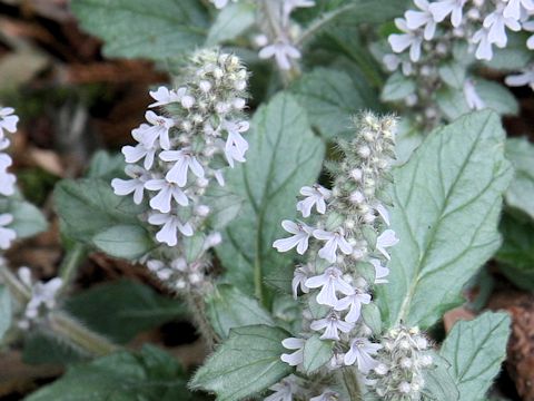 Ajuga nipponensis