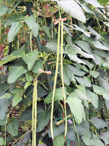 Vigna unguiculata var. sesquipedalis