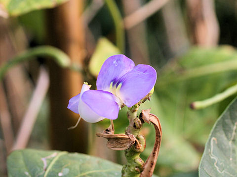 Vigna unguiculata var. sesquipedalis