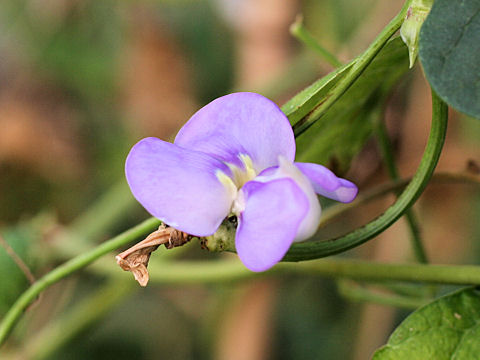 Vigna unguiculata var. sesquipedalis