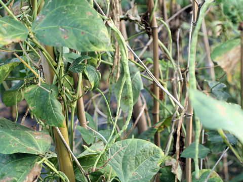 Vigna unguiculata var. sesquipedalis