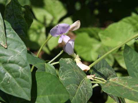 Vigna unguiculata var. sesquipedalis