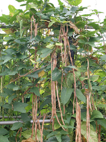 Vigna unguiculata var. sesquipedalis