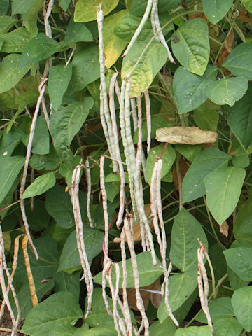 Vigna unguiculata var. sesquipedalis