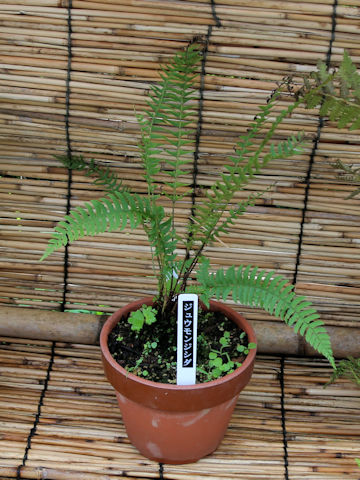 Polystichum tripteron