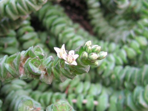 Crassula rupestris