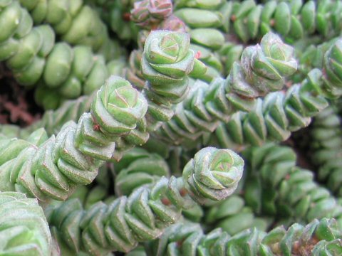 Crassula rupestris