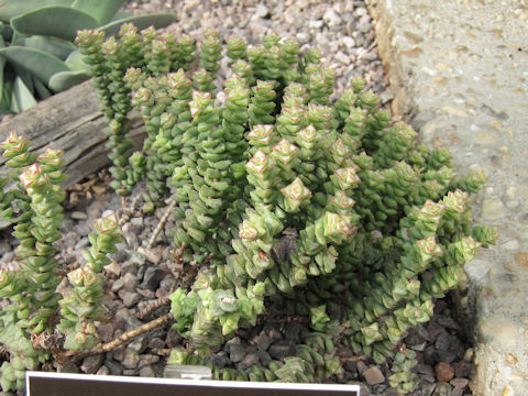 Crassula rupestris