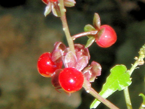 Rivina humilis