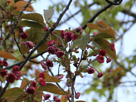Prunus lannesiana cv. Juzukakezakura