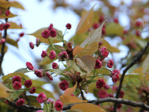 Prunus lannesiana cv. Juzukakezakura