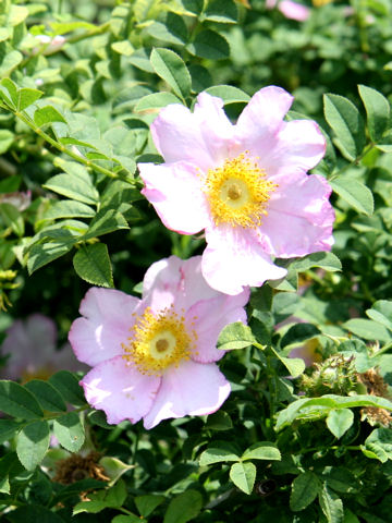 Rosa hirtula