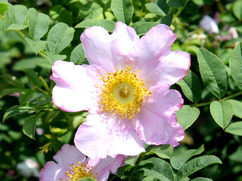 Rosa hirtula