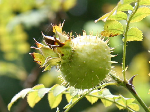 Rosa hirtula