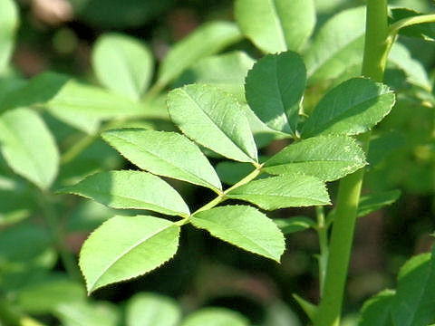 Rosa hirtula