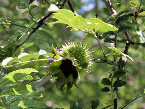 Rosa hirtula