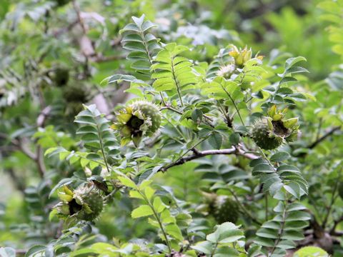 Rosa hirtula