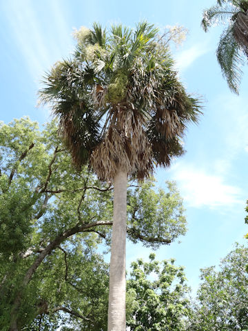 Sabal causiarum x palmetto