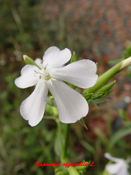 Saponaria officinalis