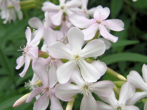 Saponaria officinalis