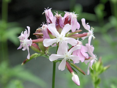 Saponaria officinalis