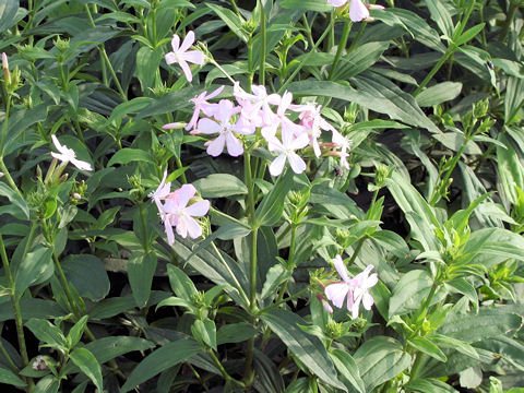 Saponaria officinalis