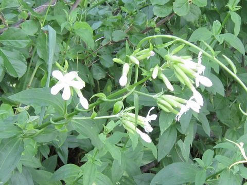 Saponaria officinalis